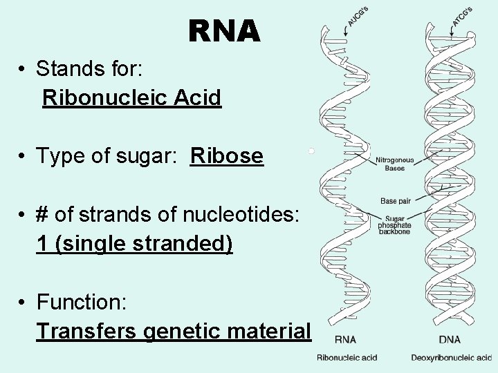 RNA • Stands for: Ribonucleic Acid • Type of sugar: Ribose • # of