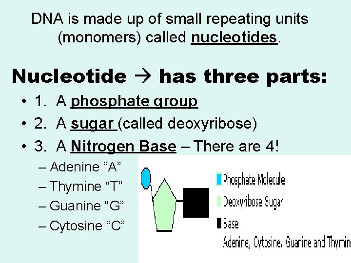 DNA is made up of small repeating units (monomers) called nucleotides. Nucleotide has three