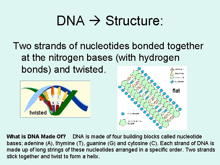 DNA Structure: Two strands of nucleotides bonded together at the nitrogen bases (with hydrogen