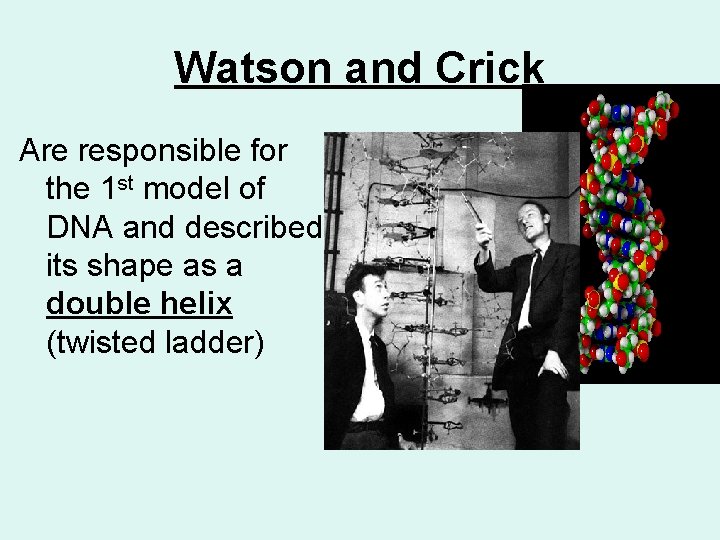 Watson and Crick Are responsible for the 1 st model of DNA and described