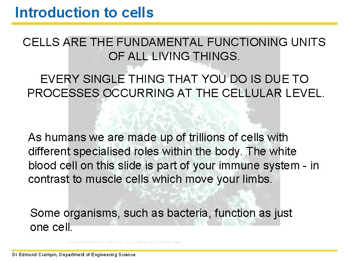 Introduction to cells CELLS ARE THE FUNDAMENTAL FUNCTIONING UNITS OF ALL LIVING THINGS. EVERY