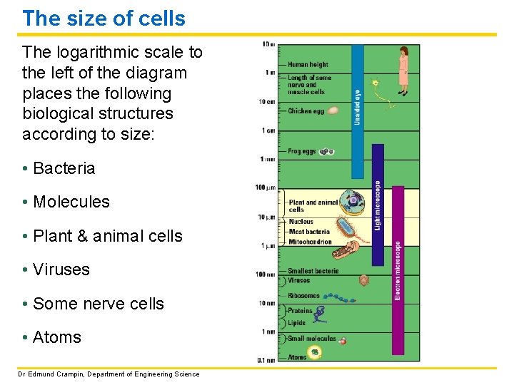 The size of cells The logarithmic scale to the left of the diagram places