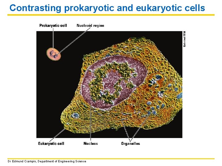 Contrasting prokaryotic and eukaryotic cells Dr Edmund Crampin, Department of Engineering Science 