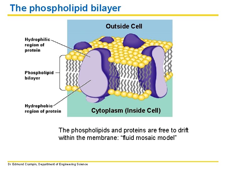 The phospholipid bilayer Outside Cell Cytoplasm (Inside Cell) The phospholipids and proteins are free