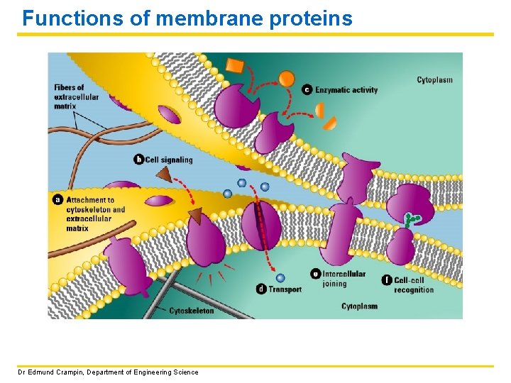 Functions of membrane proteins Dr Edmund Crampin, Department of Engineering Science 