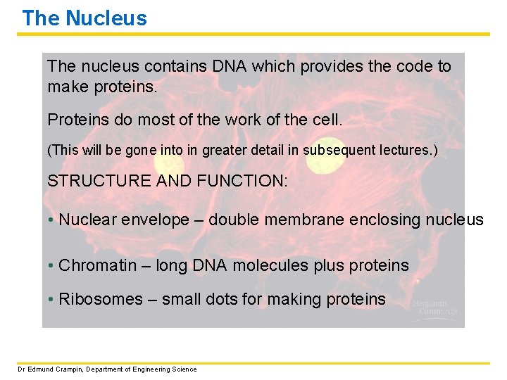 The Nucleus The nucleus contains DNA which provides the code to make proteins. Proteins