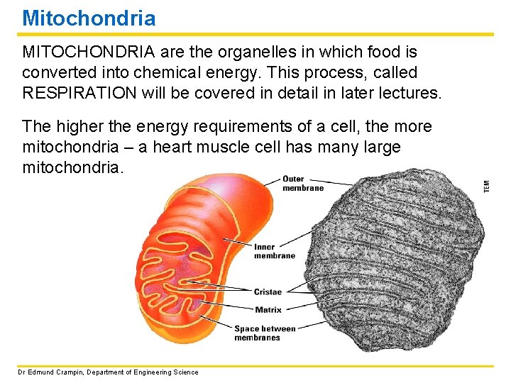 Mitochondria MITOCHONDRIA are the organelles in which food is converted into chemical energy. This
