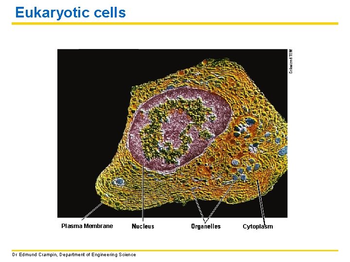 Eukaryotic cells Plasma Membrane Dr Edmund Crampin, Department of Engineering Science Cytoplasm 