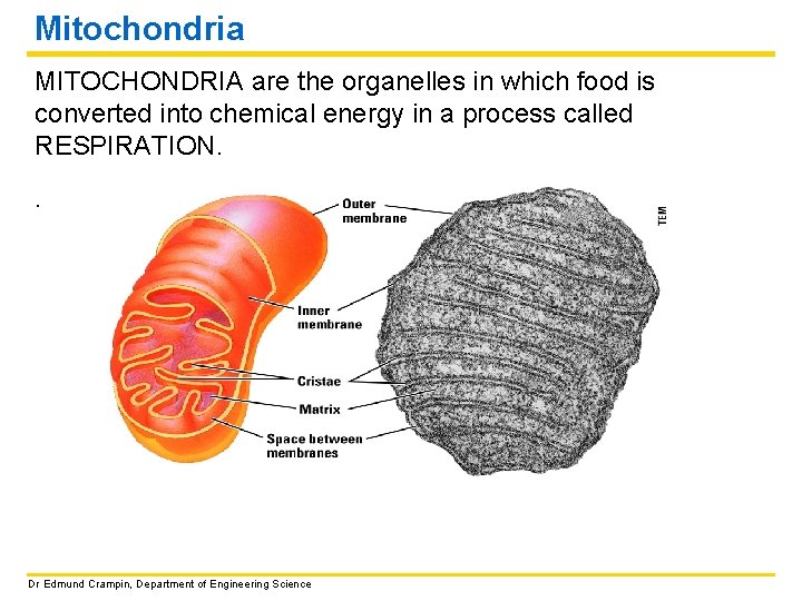 Mitochondria MITOCHONDRIA are the organelles in which food is converted into chemical energy in