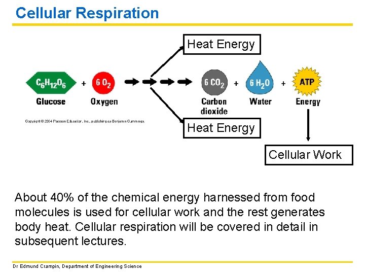 Cellular Respiration Heat Energy Cellular Work About 40% of the chemical energy harnessed from