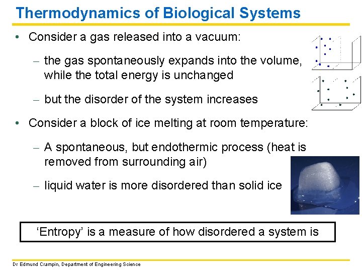 Thermodynamics of Biological Systems • Consider a gas released into a vacuum: – the