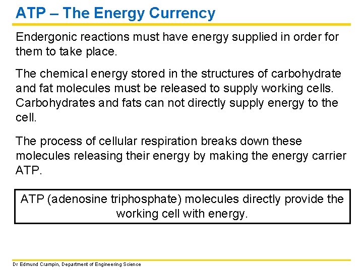 ATP – The Energy Currency Endergonic reactions must have energy supplied in order for