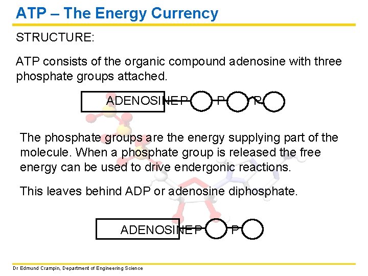 ATP – The Energy Currency STRUCTURE: ATP consists of the organic compound adenosine with