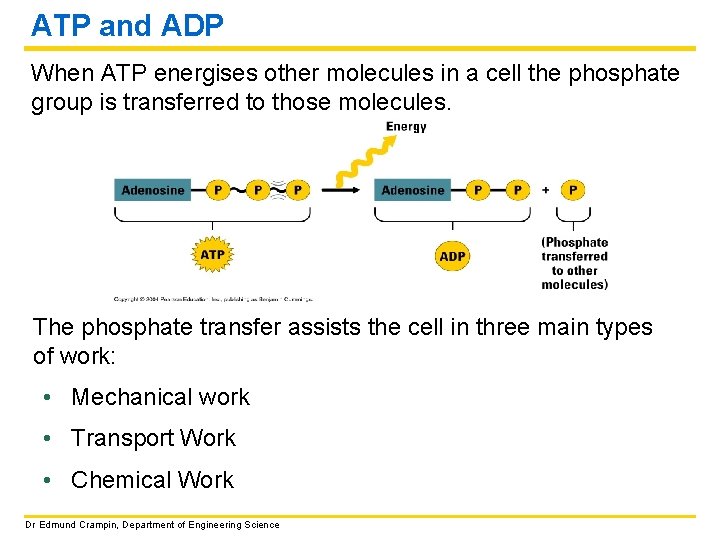 ATP and ADP When ATP energises other molecules in a cell the phosphate group