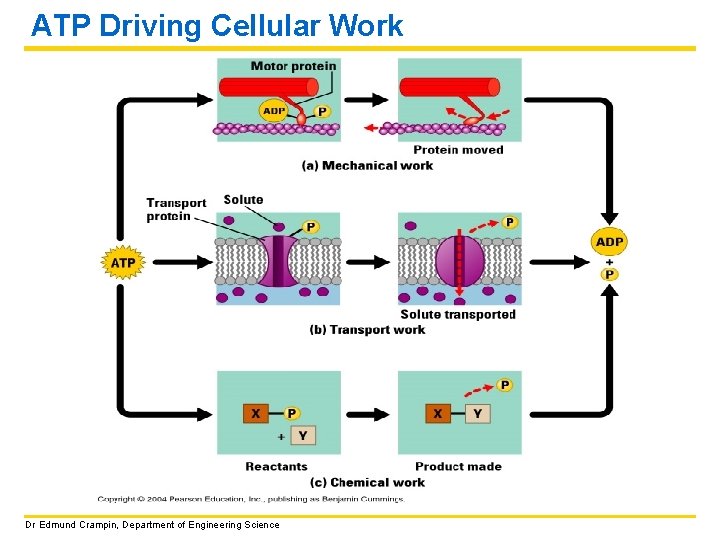 ATP Driving Cellular Work Dr Edmund Crampin, Department of Engineering Science 