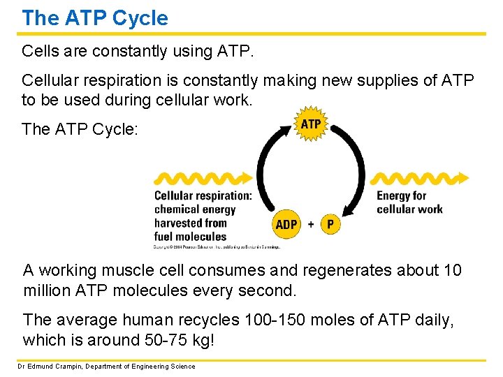 The ATP Cycle Cells are constantly using ATP. Cellular respiration is constantly making new