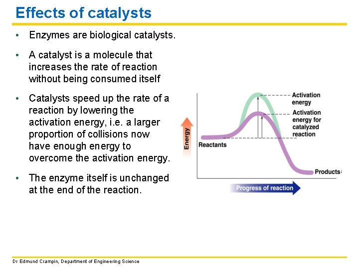 Effects of catalysts • Enzymes are biological catalysts. • A catalyst is a molecule