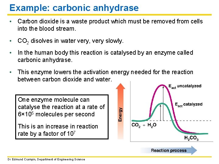 Example: carbonic anhydrase • Carbon dioxide is a waste product which must be removed