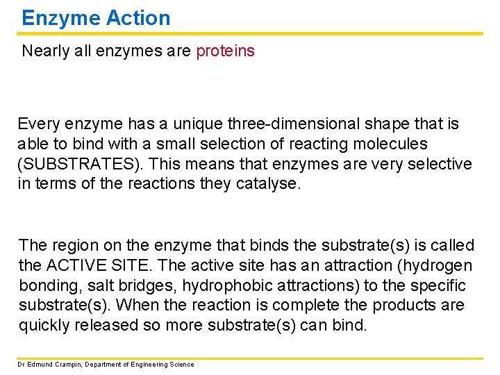 Enzyme Action Nearly all enzymes are proteins Every enzyme has a unique three-dimensional shape