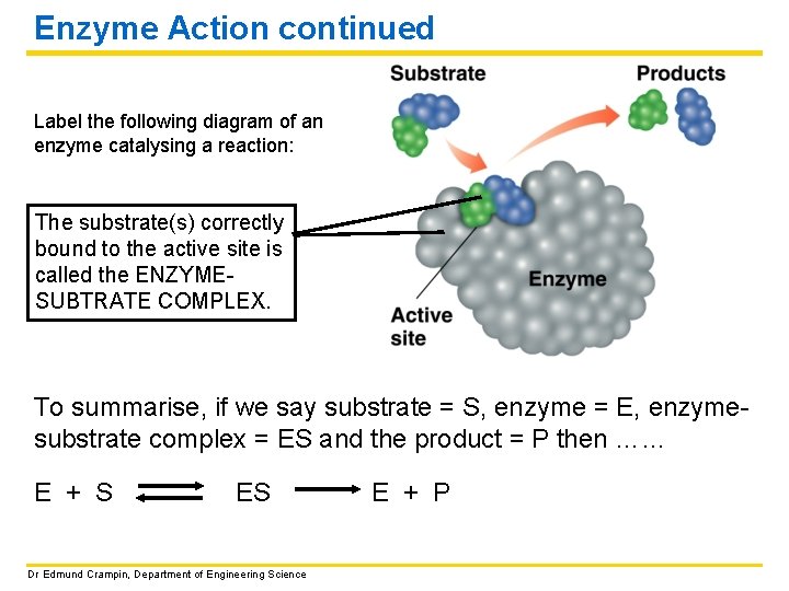 Enzyme Action continued Label the following diagram of an enzyme catalysing a reaction: The