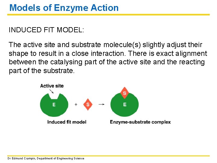 Models of Enzyme Action INDUCED FIT MODEL: The active site and substrate molecule(s) slightly