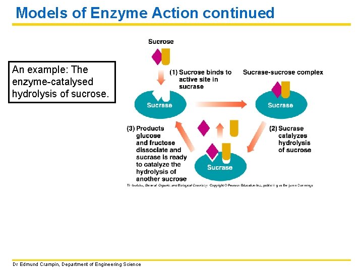 Models of Enzyme Action continued An example: The enzyme-catalysed hydrolysis of sucrose. Dr Edmund