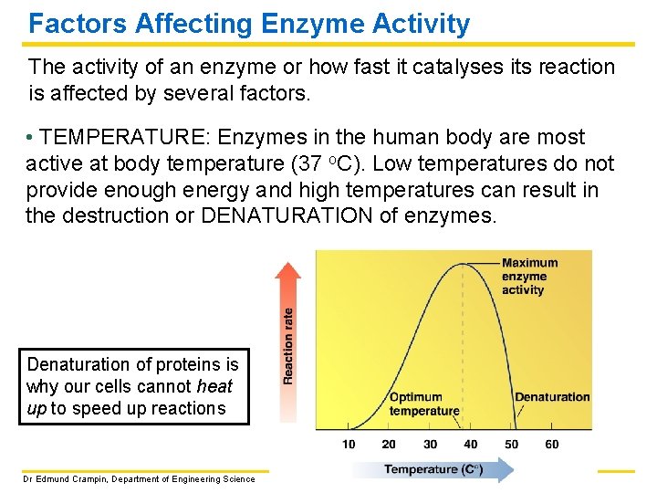 Factors Affecting Enzyme Activity The activity of an enzyme or how fast it catalyses