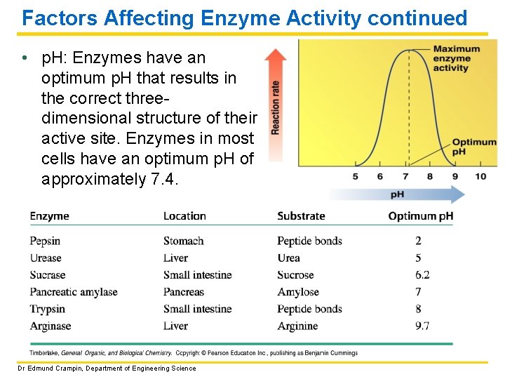 Factors Affecting Enzyme Activity continued • p. H: Enzymes have an optimum p. H