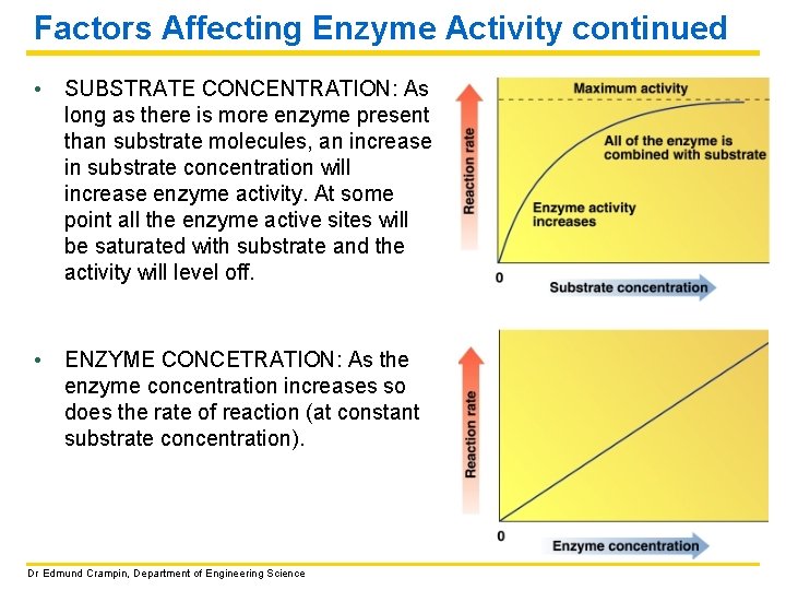 Factors Affecting Enzyme Activity continued • SUBSTRATE CONCENTRATION: As long as there is more