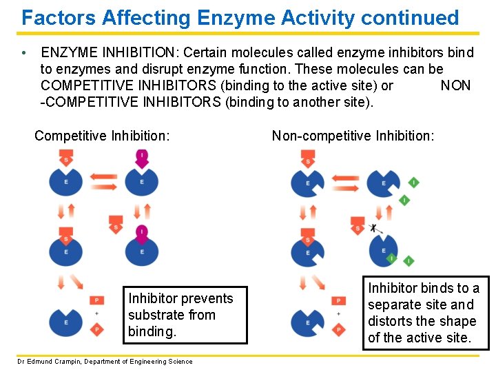 Factors Affecting Enzyme Activity continued • ENZYME INHIBITION: Certain molecules called enzyme inhibitors bind