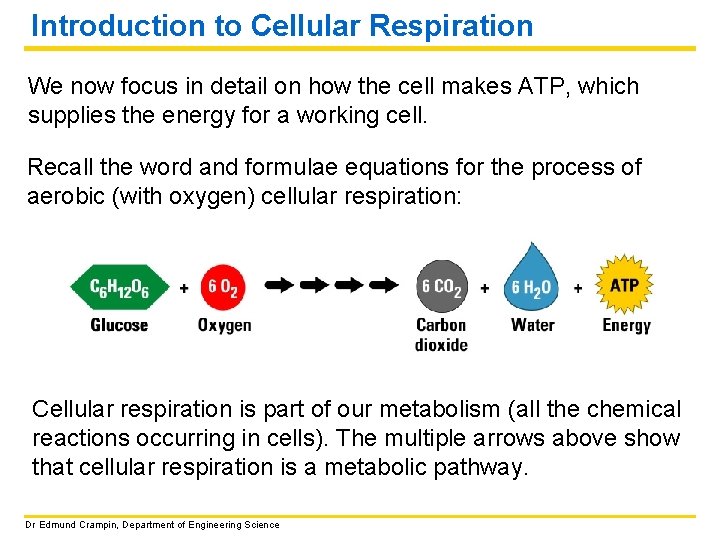 Introduction to Cellular Respiration We now focus in detail on how the cell makes