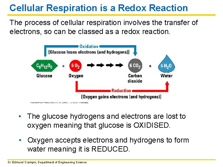 Cellular Respiration is a Redox Reaction The process of cellular respiration involves the transfer