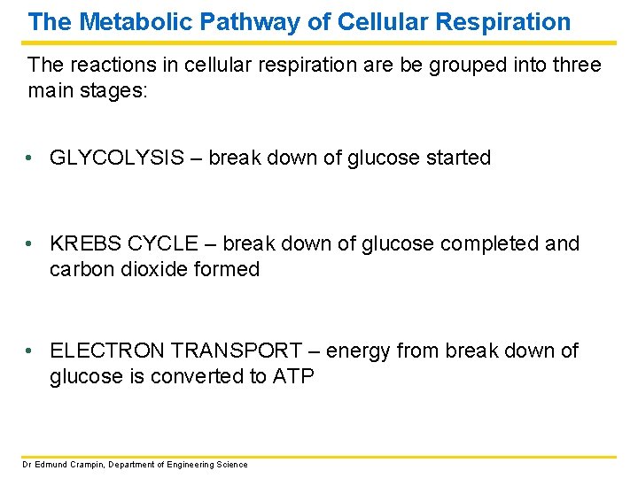 The Metabolic Pathway of Cellular Respiration The reactions in cellular respiration are be grouped