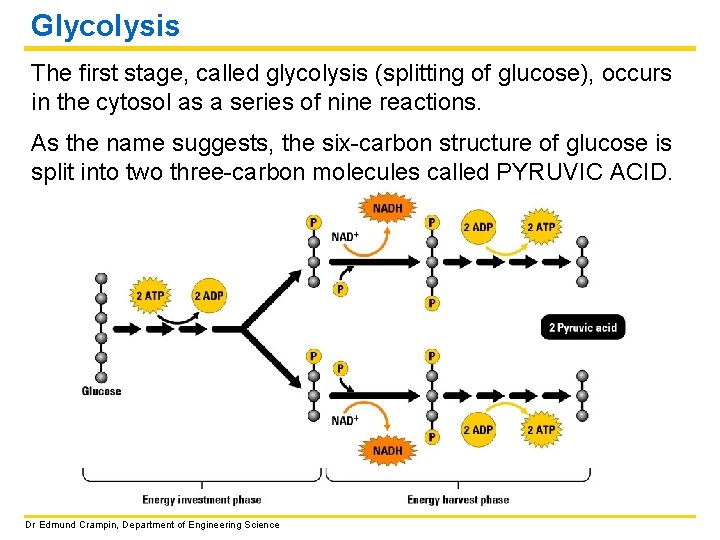 Glycolysis The first stage, called glycolysis (splitting of glucose), occurs in the cytosol as