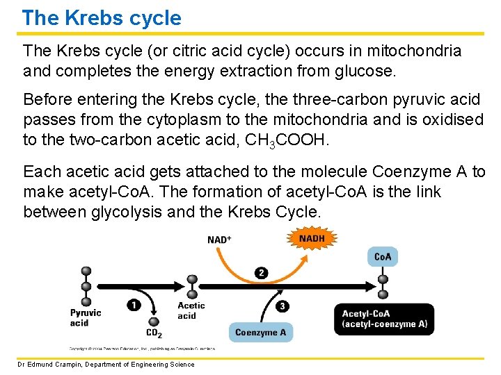 The Krebs cycle (or citric acid cycle) occurs in mitochondria and completes the energy