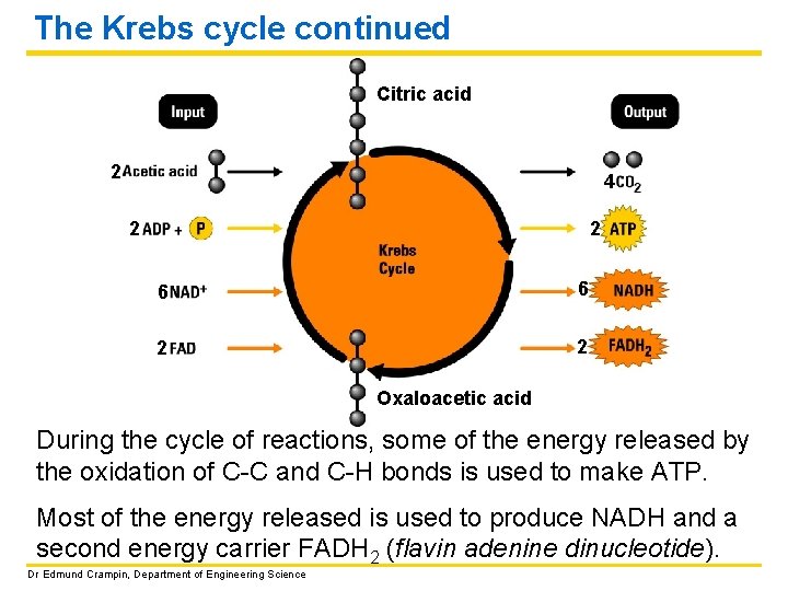 The Krebs cycle continued Citric acid 2 4 2 2 6 6 2 2