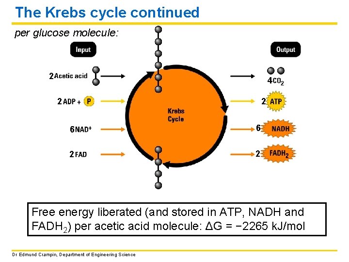 The Krebs cycle continued per glucose molecule: 2 4 2 2 6 6 2