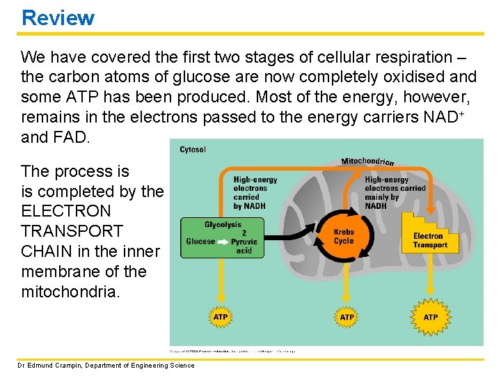 Review We have covered the first two stages of cellular respiration – the carbon