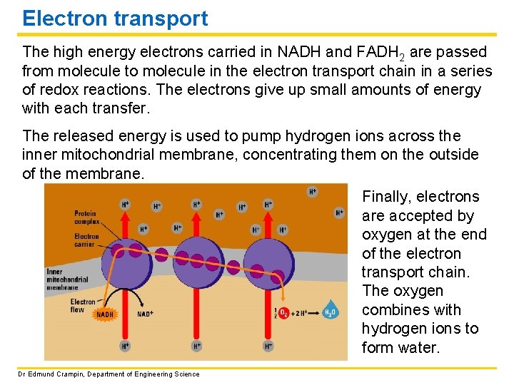 Electron transport The high energy electrons carried in NADH and FADH 2 are passed