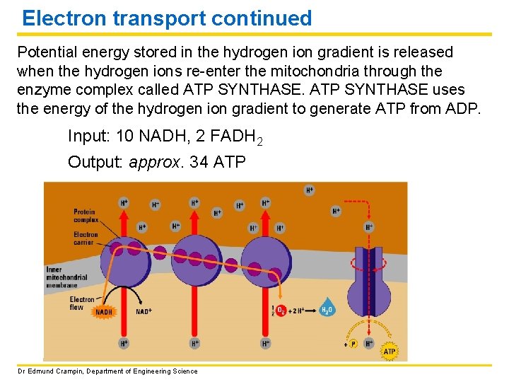 Electron transport continued Potential energy stored in the hydrogen ion gradient is released when