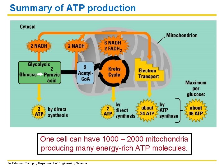 Summary of ATP production One cell can have 1000 – 2000 mitochondria producing many