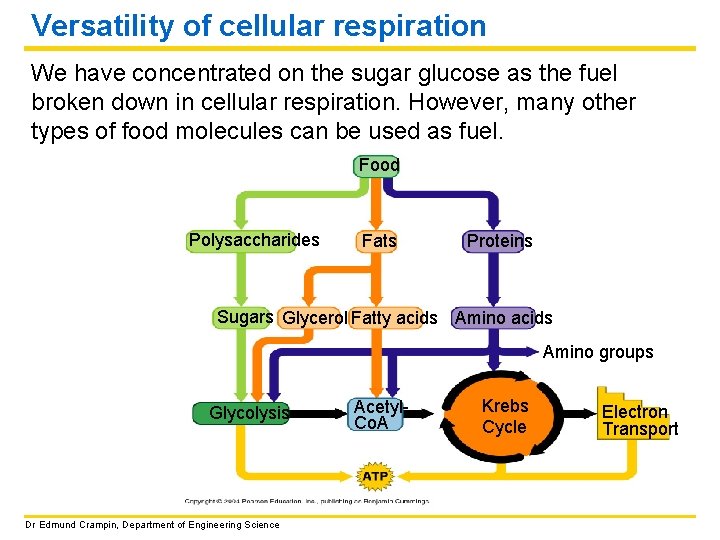 Versatility of cellular respiration We have concentrated on the sugar glucose as the fuel