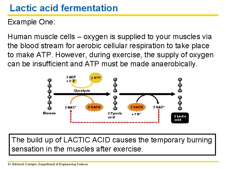 Lactic acid fermentation Example One: Human muscle cells – oxygen is supplied to your