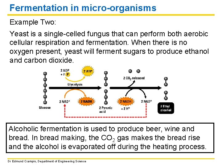 Fermentation in micro-organisms Example Two: Yeast is a single-celled fungus that can perform both