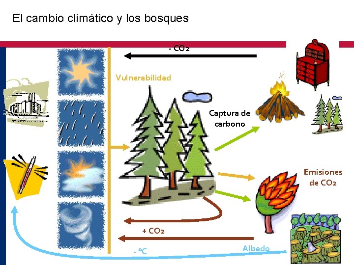 El cambio climático y los bosques - CO 2 Vulnerabilidad Captura de carbono Emisiones