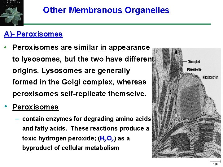 Other Membranous Organelles A)- Peroxisomes • Peroxisomes are similar in appearance to lysosomes, but