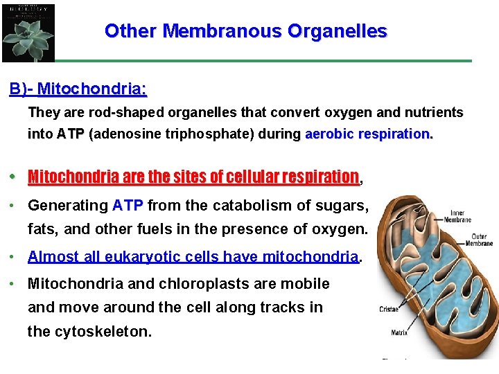 Other Membranous Organelles B)- Mitochondria: They are rod-shaped organelles that convert oxygen and nutrients