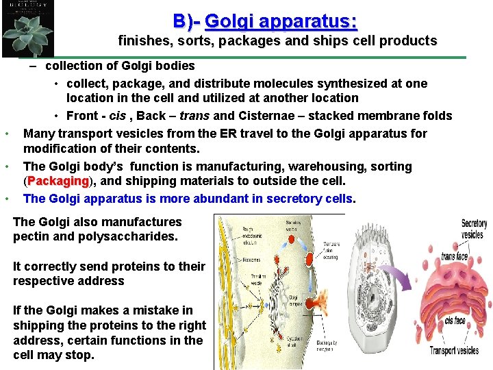 B)- Golgi apparatus: finishes, sorts, packages and ships cell products • • • –