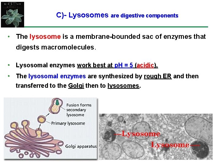 C)- Lysosomes are digestive components • The lysosome is a membrane-bounded sac of enzymes