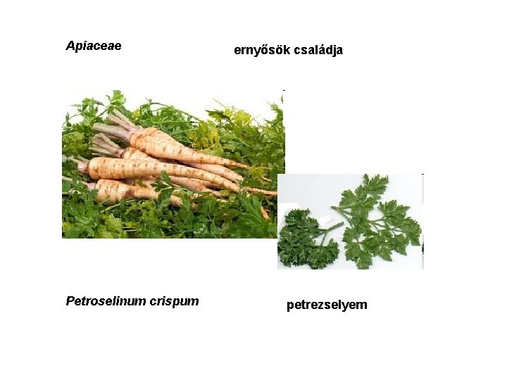 Apiaceae Petroselinum crispum ernyősök családja petrezselyem 